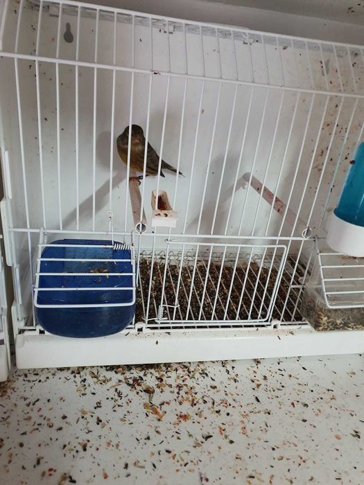 Desfiintez crescatoria de canari