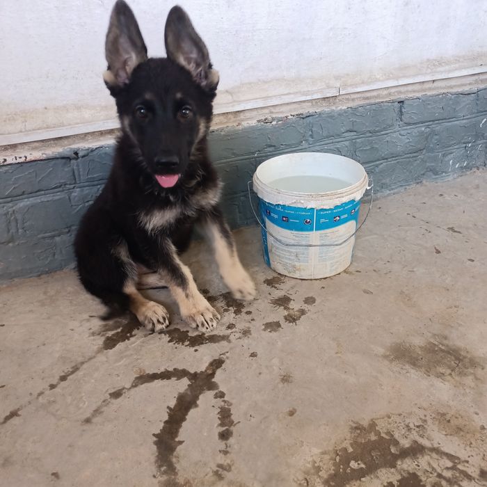 Европейская овчарка