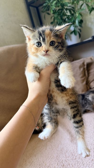 Продаются котята скотиш фолд и страйт