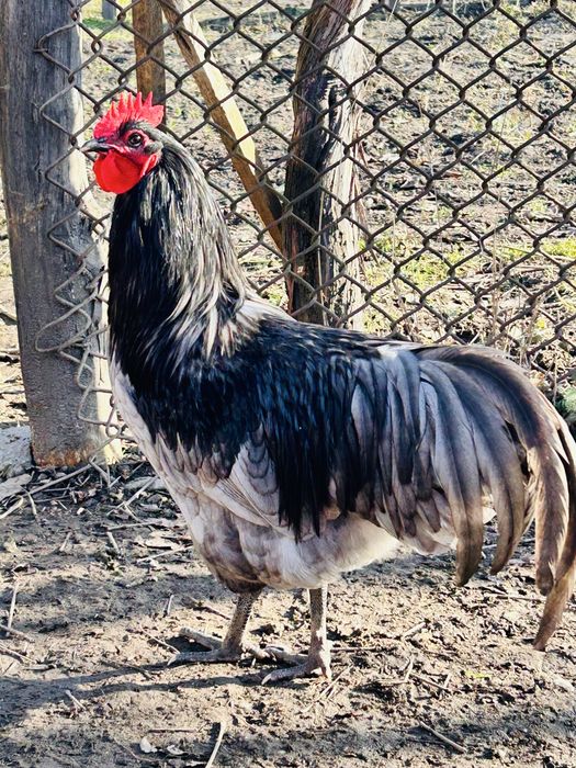 Vand cocoș austalorup