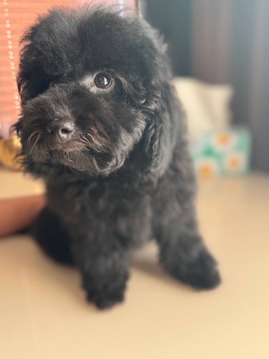 Maltipular 3 oy oldin tug’ulgan sog’lom