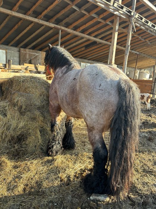 Vand armasar , de 5 ani