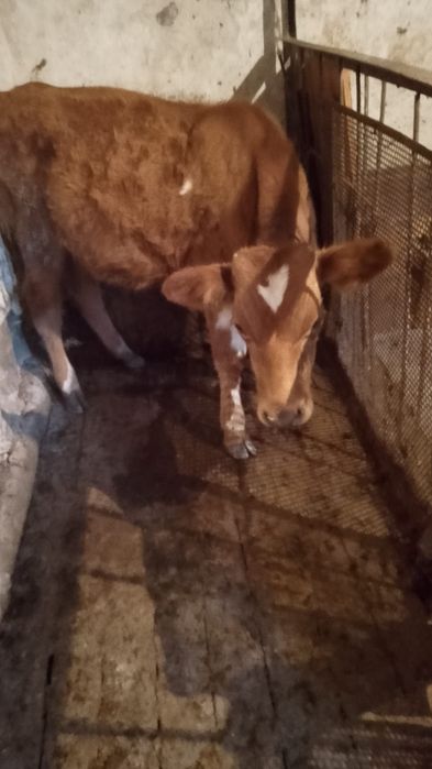 Корова 5лет. Бычек 7 мес.