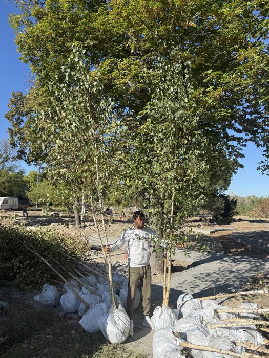 Mesteceni /Copaci ornamentali - Mesteacan