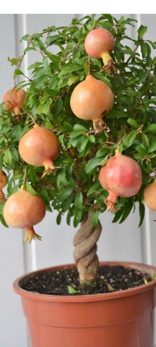 Mevali dekarativniy kochatlar Olma, Nok , Gilos ,Uzum avatar boshqalar