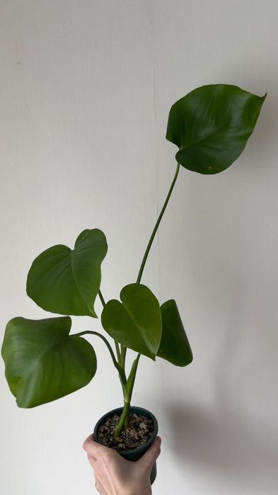 Монстера лиана монстера