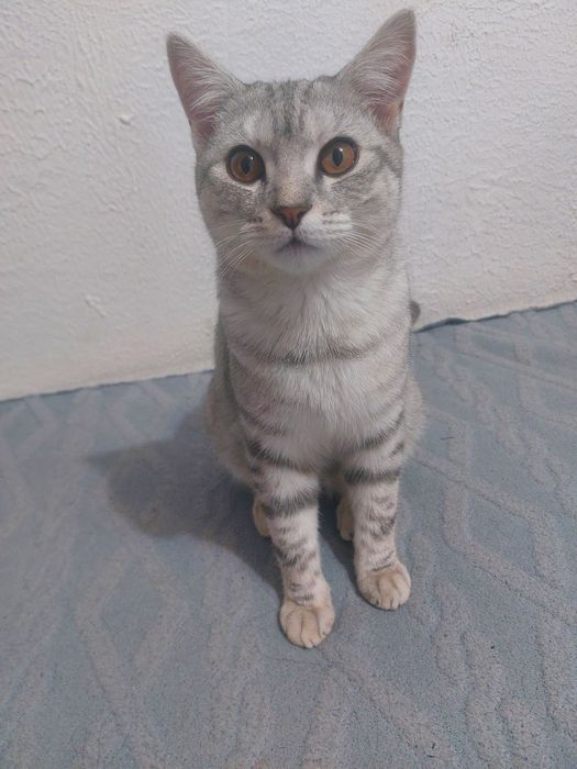 Продам Кота породистый