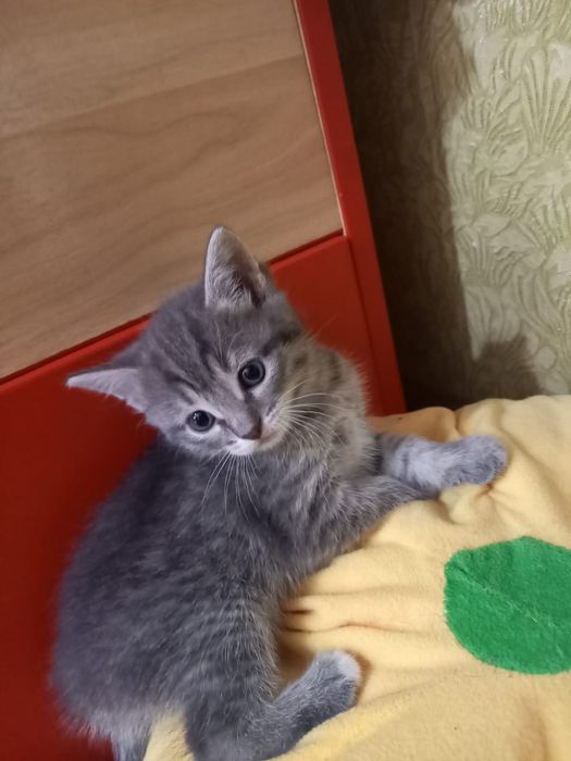 Котята отдам в добрые руки