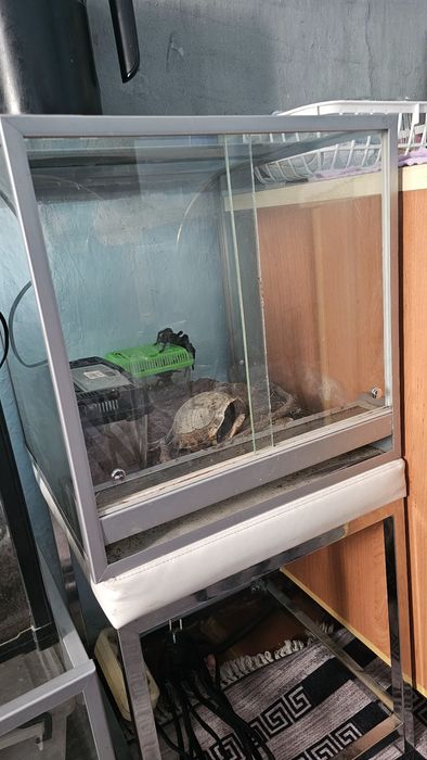 Паук ласиодора парахибана