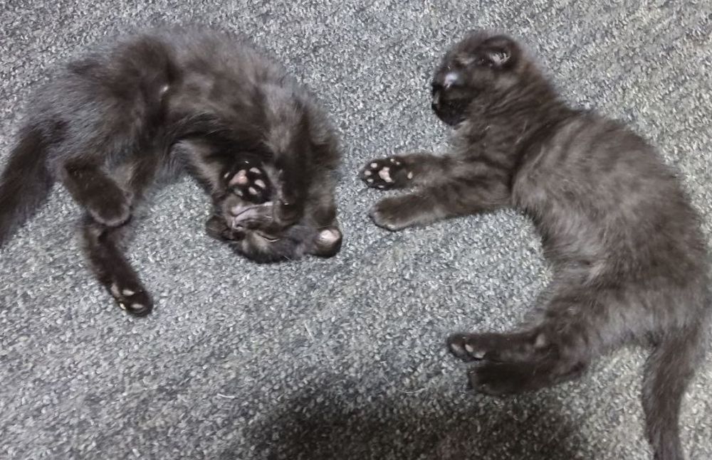 Продаются котята