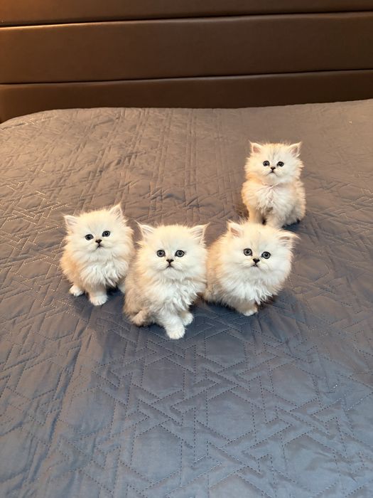 Персийски котенца , цвят сребърна чинчила