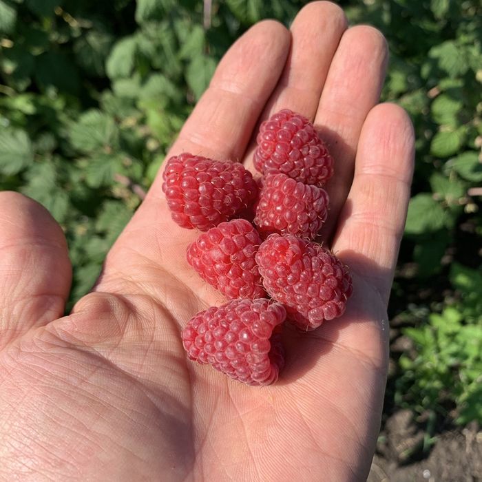 Malina kochat bor Karamelka Саженцы малины сорт Карамелька