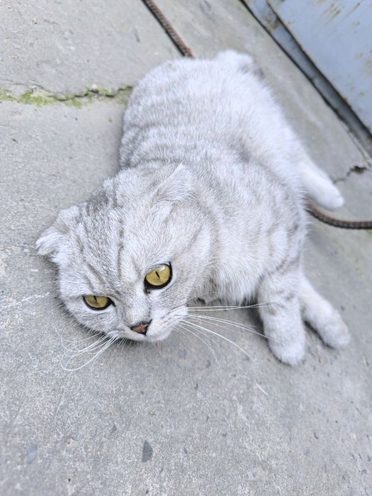 Mushuk scottish fold