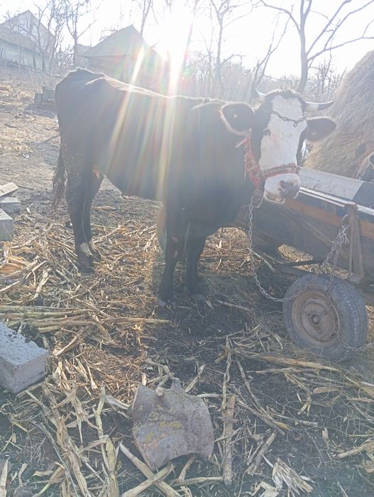 Vând vaca gestanta in 3 luni
