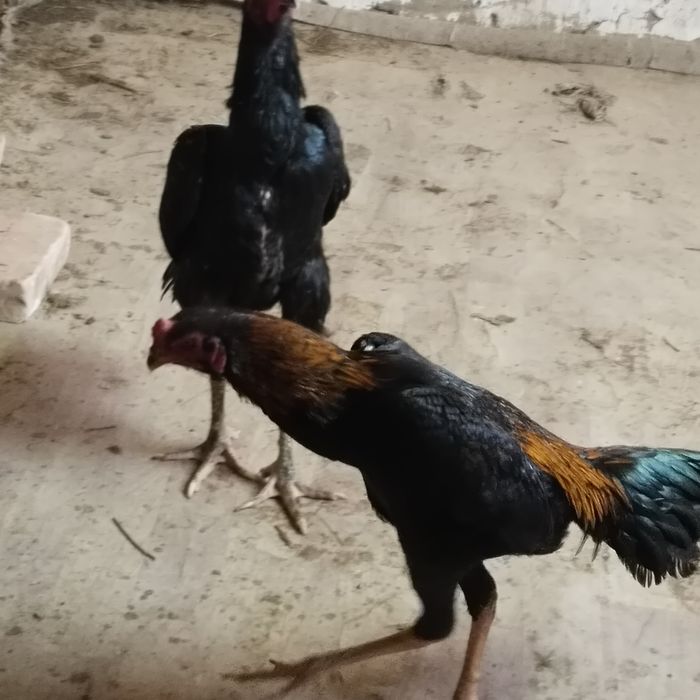 Продам дакана хороших кровей