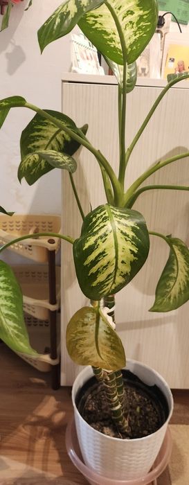 Vand plante de apartament