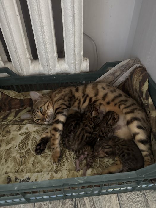 Продам Котят бенгалов