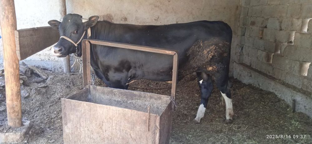 Гибрид ҳўкизча наслликка