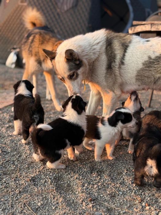 Отдаем в добрые урки  щенят