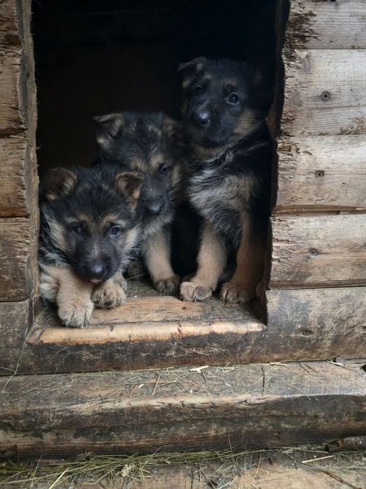 Продам щенков немецкой овчарки