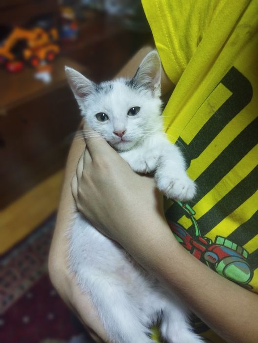 В добрые руки котята
