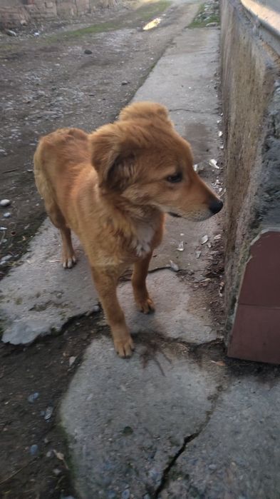 Отдам собачек подростков в хорошие руки