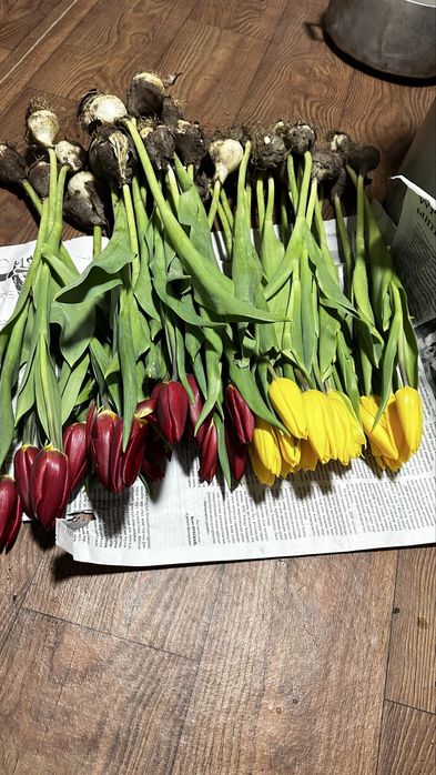 Тюлпаны (голландские) свежие!!!