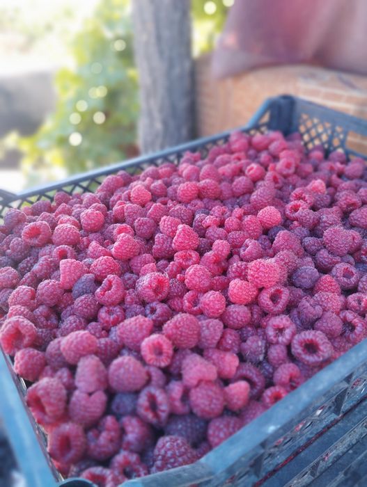 Саженцы малины 2х сортов