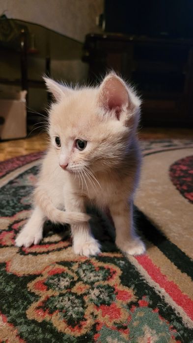 Отдам котят в хорошие руки