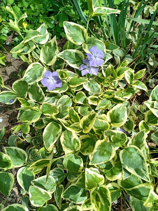 Продаётся цветы много летние