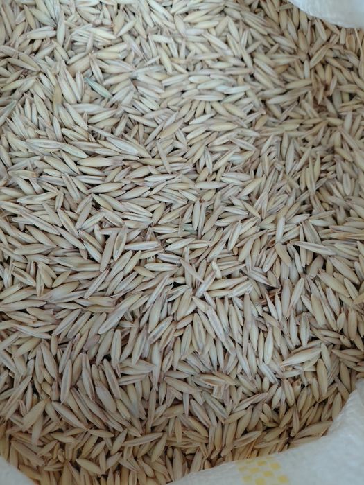 Vand ovaz si orzoaica de primavara