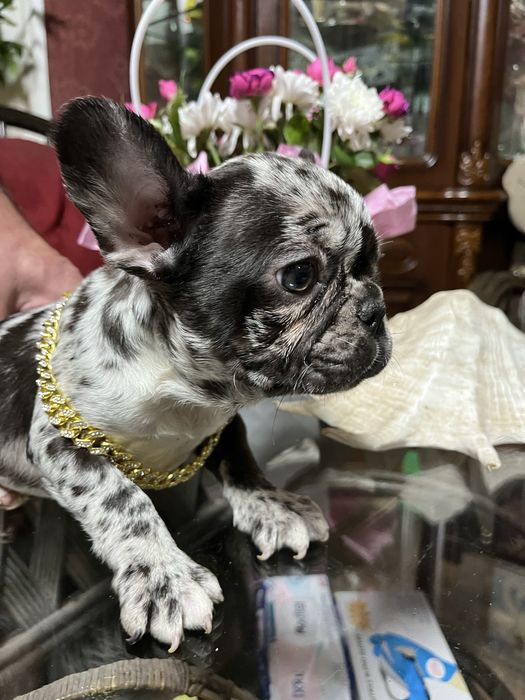 Эксклюзивные французики