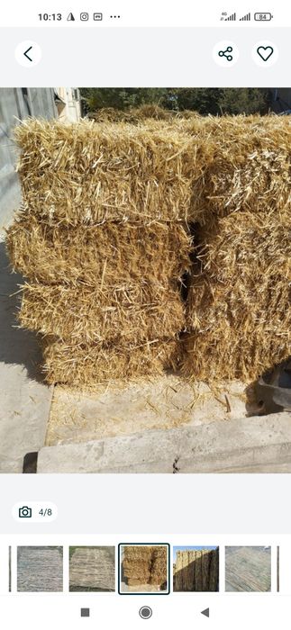 Qamich+Lomboz+Somon mayda(Xasanboyda Dastavka chiqaramiz)