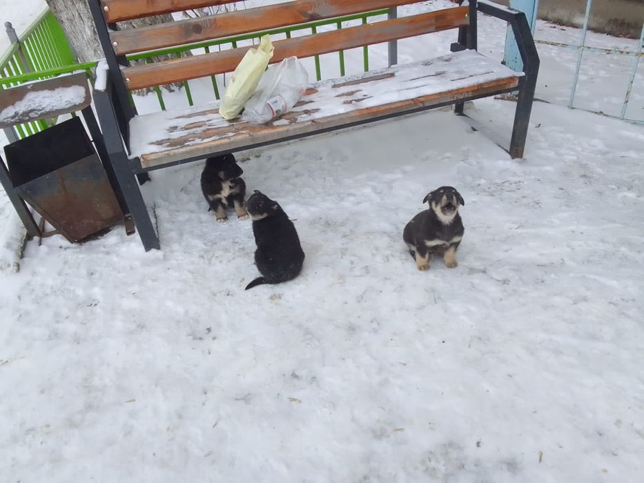 Отдам бесплатно щенков