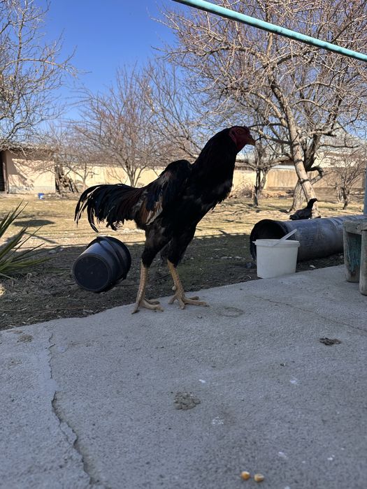 Продам чистокровных даканов