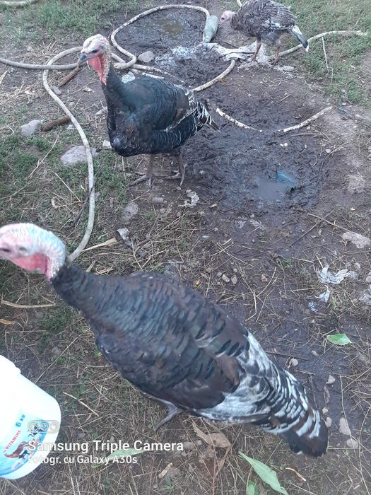 Vand curcani din primăvara