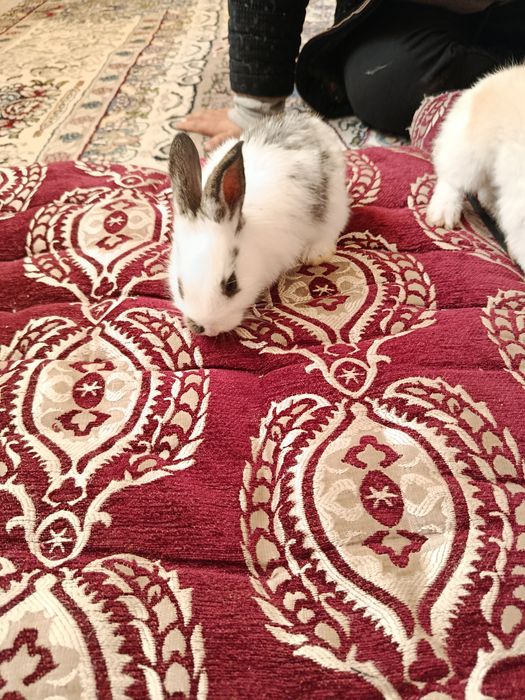 Грызуны кролики великан Калифорния