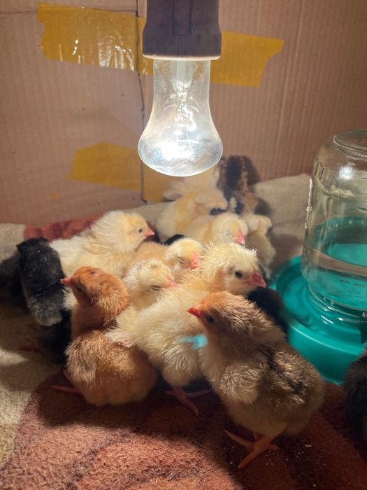 Продам цыплят 3 дневные