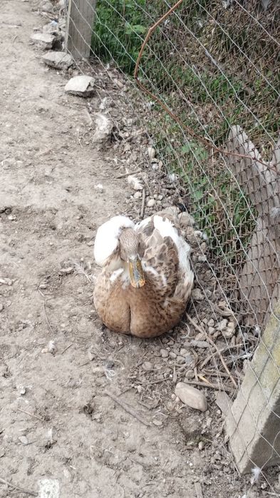 Rață moțată disponibilă