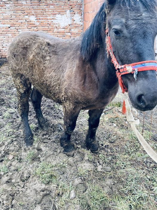 Manz 6/7 luni  din parinti ardenenez