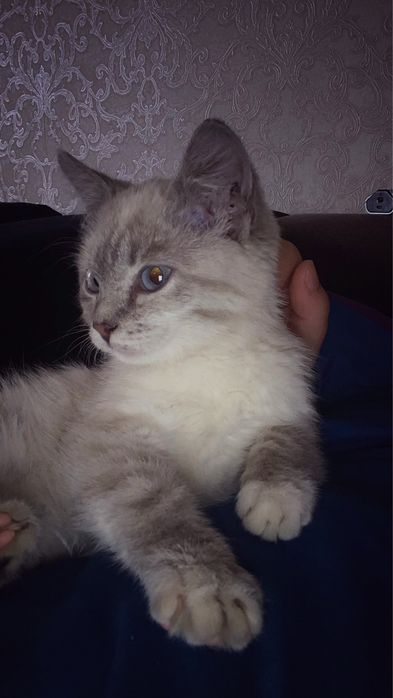 окрас линкс-пойнт.