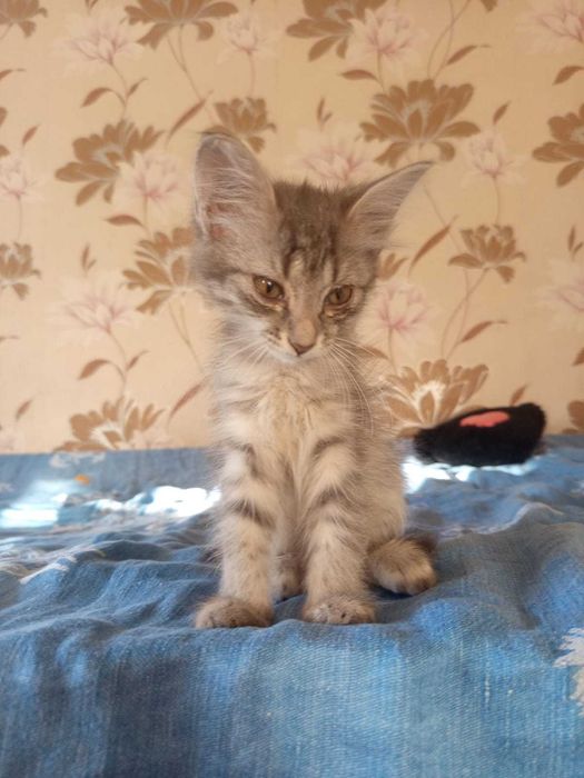 Котята бесплатно
