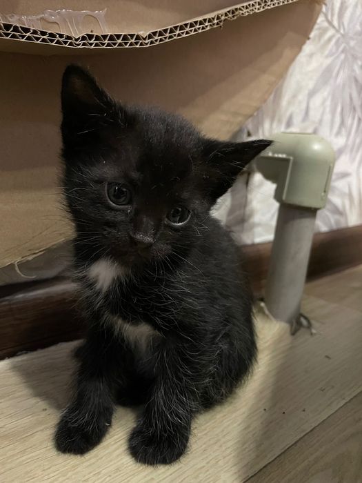 Отдам котят в хорошие руки