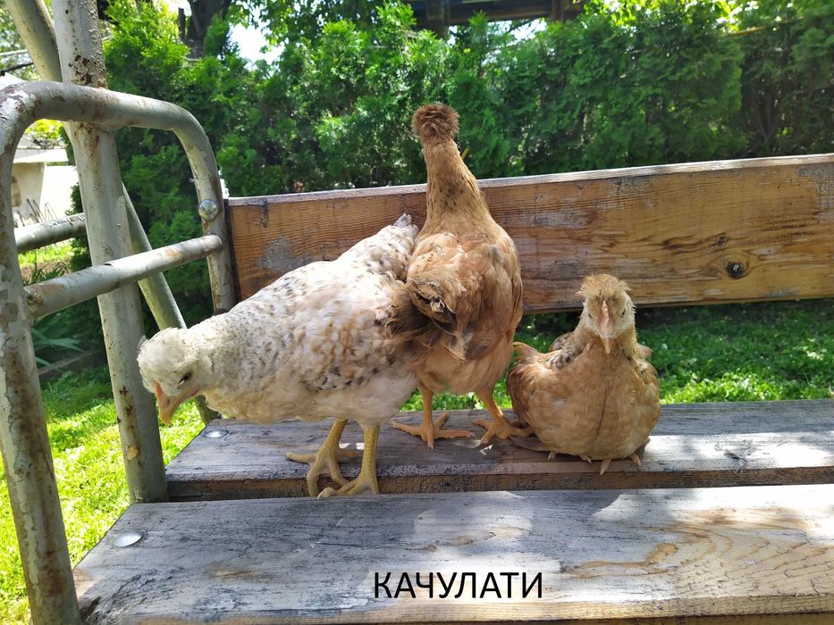 Продавам Шарени /Селски/ пилета