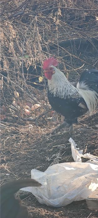 Продам карликовых петушков