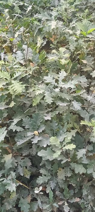 Дуб ва каштан кучатлари