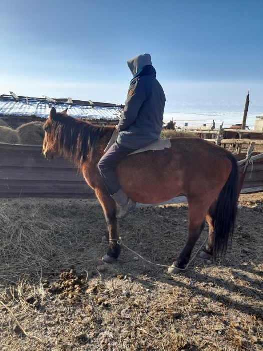 Шаруа ат, үлаен ат