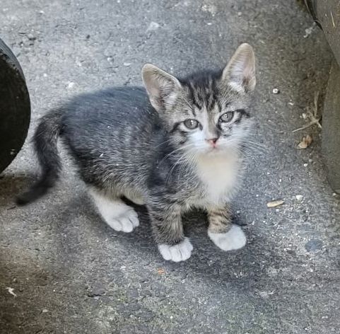 Pui de pisică spre adopție