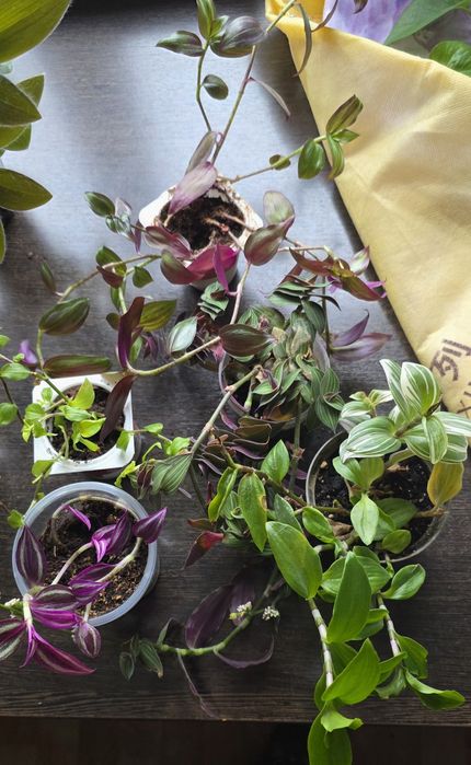 Продам набор комнатных растений