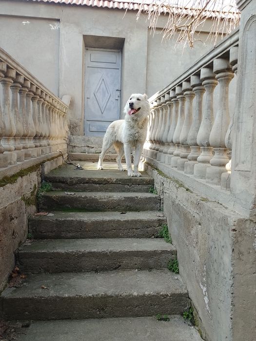 Продаётся собака